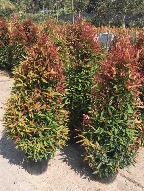 Cảnh Quan Xanh Việt Nam