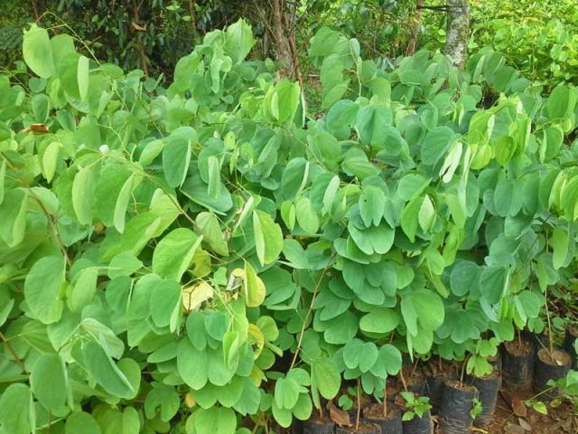 Cảnh Quan Xanh Việt Nam