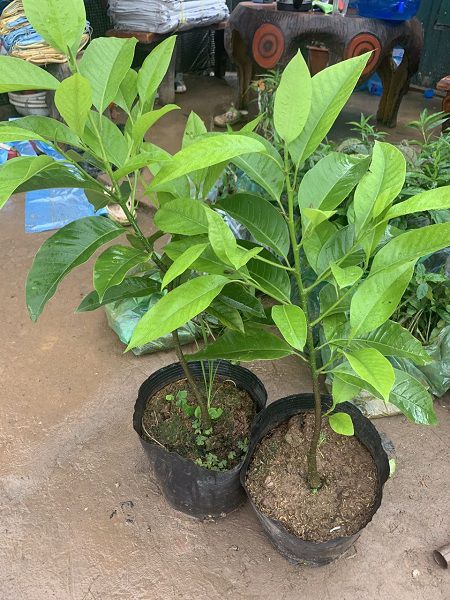 Cảnh Quan Xanh Việt Nam