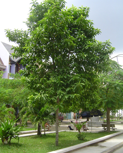 Cảnh Quan Xanh Việt Nam