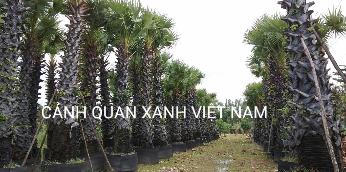 Cảnh Quan Xanh Việt Nam