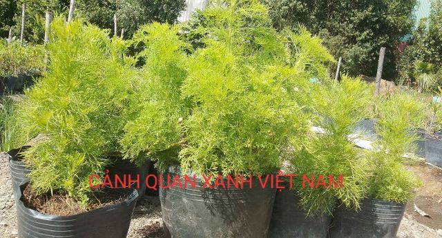 Cảnh Quan Xanh Việt Nam