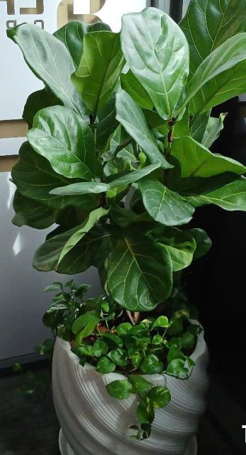 Cảnh Quan Xanh Việt Nam