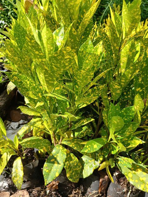 Cảnh Quan Xanh Việt Nam