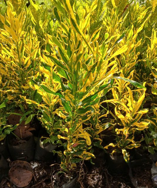 Cảnh Quan Xanh Việt Nam