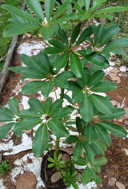 Cảnh Quan Xanh Việt Nam