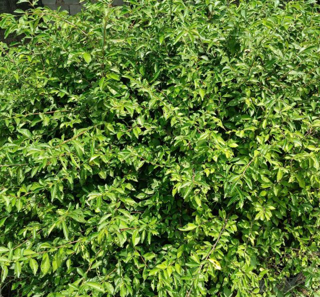 Cảnh Quan Xanh Việt Nam