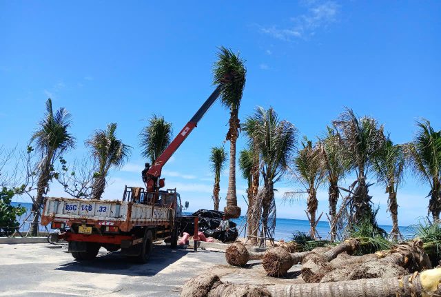 Cảnh Quan Xanh Việt Nam