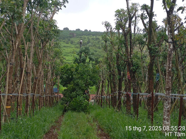 Cảnh Quan Xanh Việt Nam