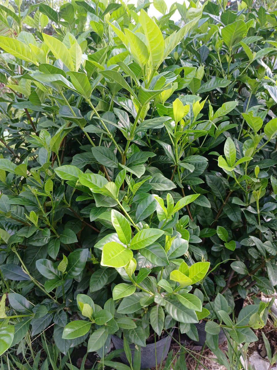 Cảnh Quan Xanh Việt Nam