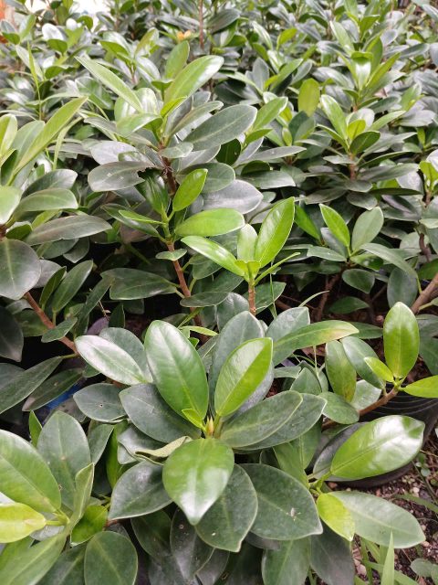 Cảnh Quan Xanh Việt Nam