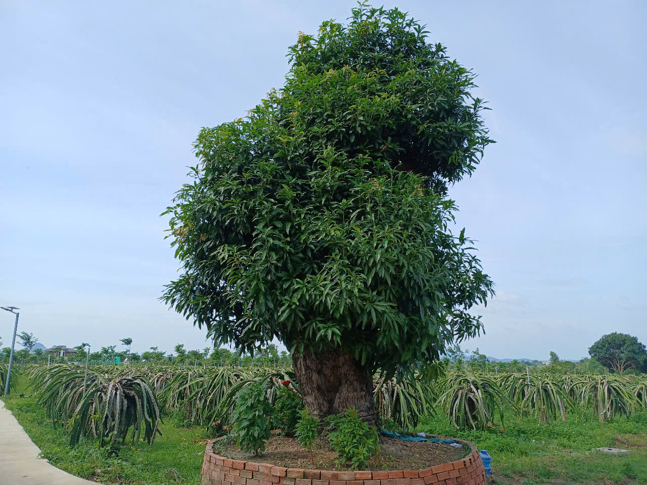 Cảnh Quan Xanh Việt Nam