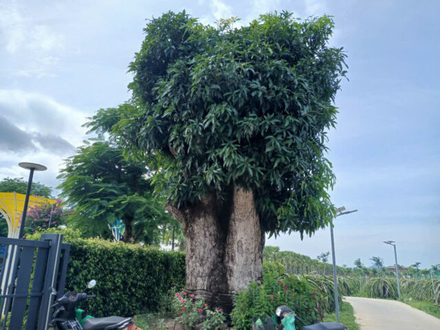 Cảnh Quan Xanh Việt Nam