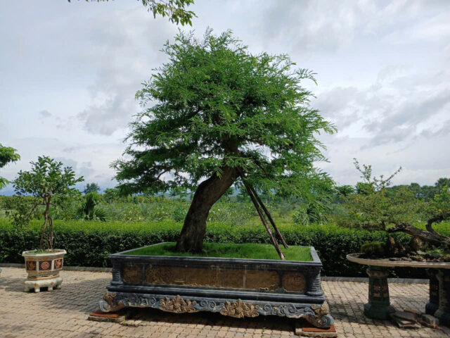 Cảnh Quan Xanh Việt Nam