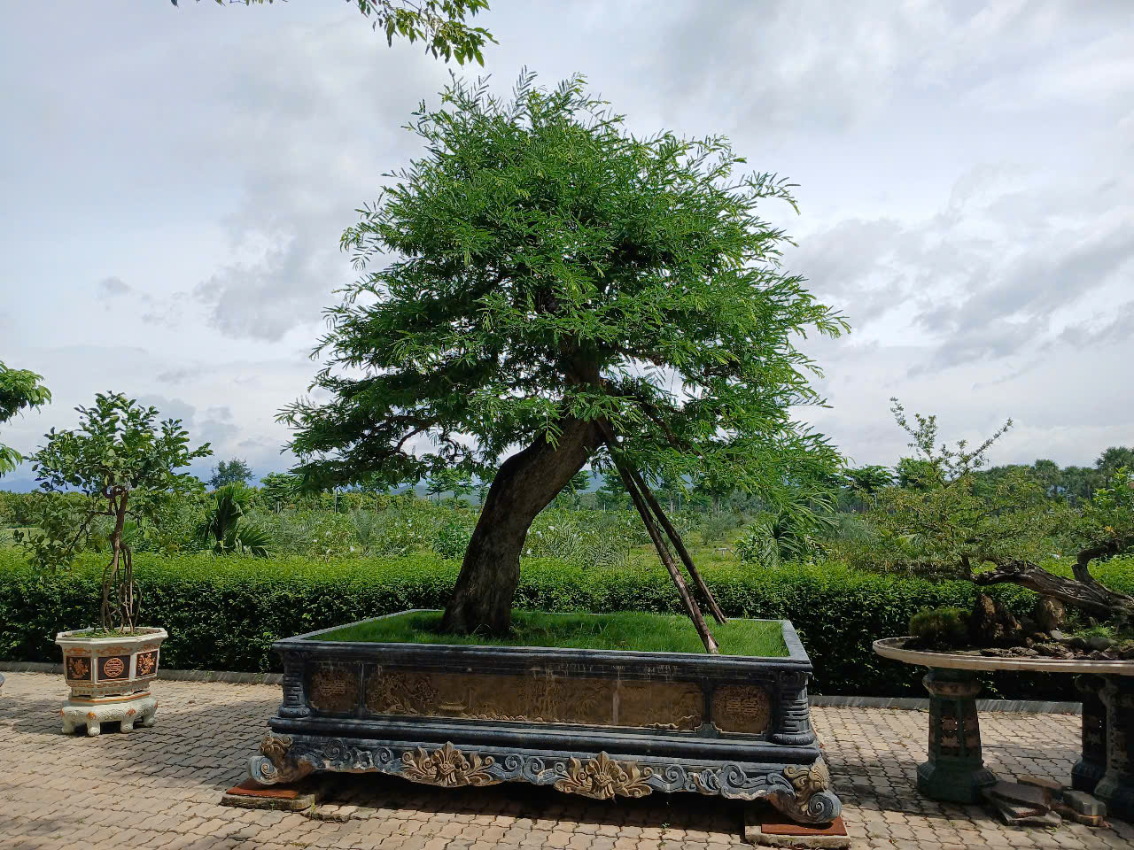 Cảnh Quan Xanh Việt Nam