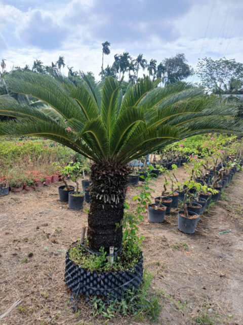 Cảnh Quan Xanh Việt Nam
