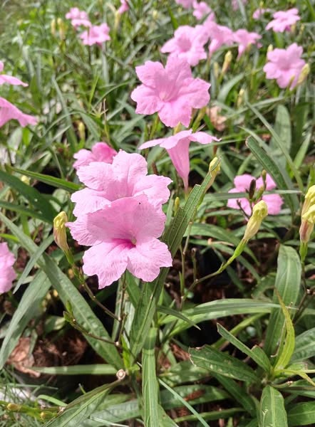 Cảnh Quan Xanh Việt Nam