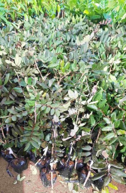 Cảnh Quan Xanh Việt Nam