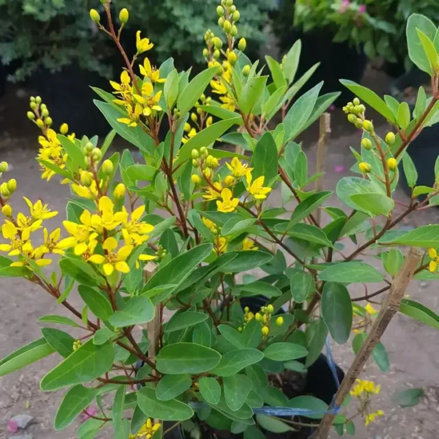 Cảnh Quan Xanh Việt Nam