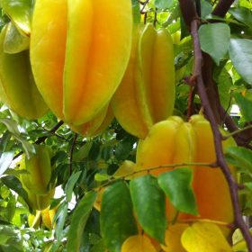 Cảnh Quan Xanh Việt Nam