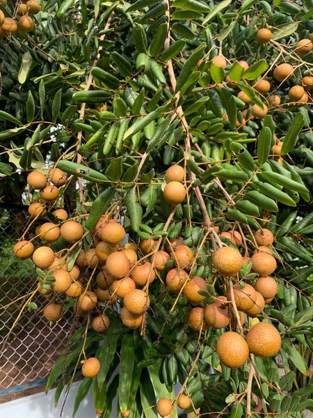 Cảnh Quan Xanh Việt Nam