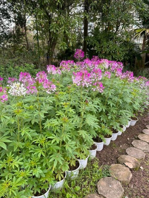 Cảnh Quan Xanh Việt Nam