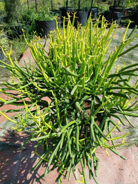 Cảnh Quan Xanh Việt Nam