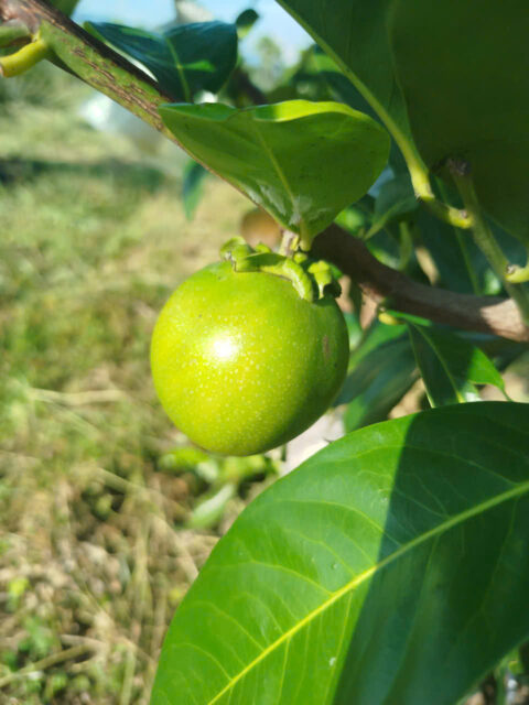 Cảnh Quan Xanh Việt Nam