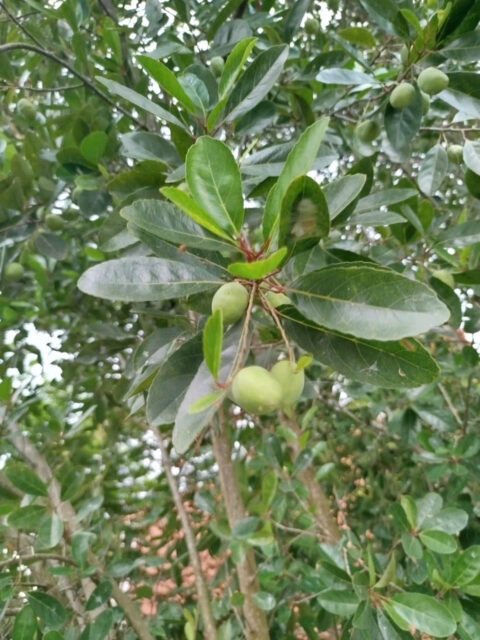 Cảnh Quan Xanh Việt Nam