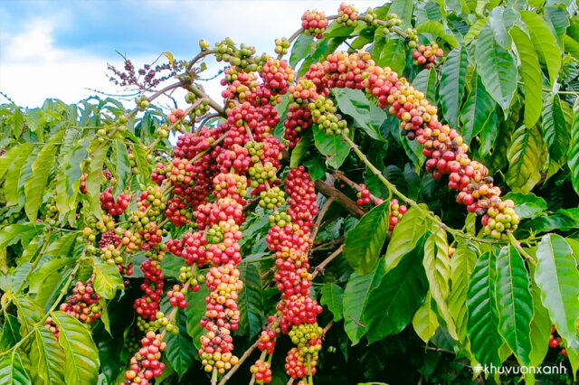 Cảnh Quan Xanh Việt Nam