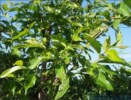Cảnh Quan Xanh Việt Nam