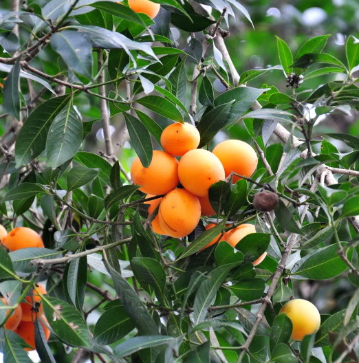 Cảnh Quan Xanh Việt Nam