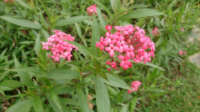 Cảnh Quan Xanh Việt Nam