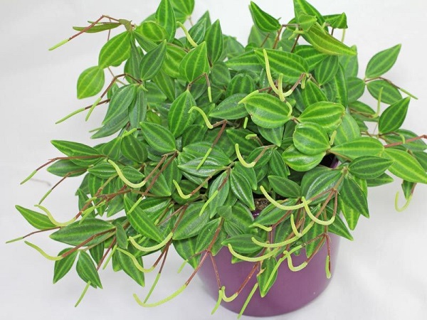 Cảnh Quan Xanh Việt Nam