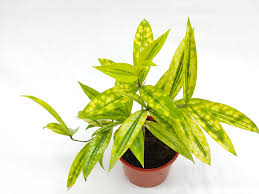 Cảnh Quan Xanh Việt Nam