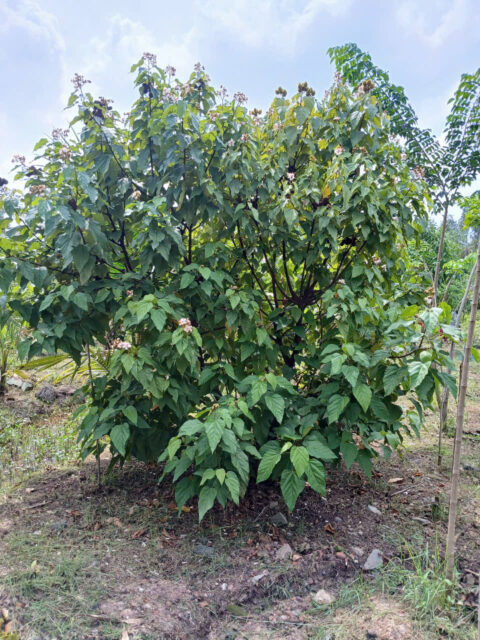 Cảnh Quan Xanh Việt Nam