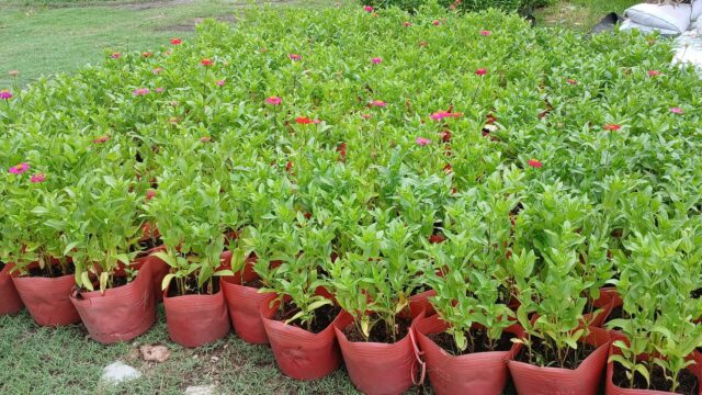 Cảnh Quan Xanh Việt Nam