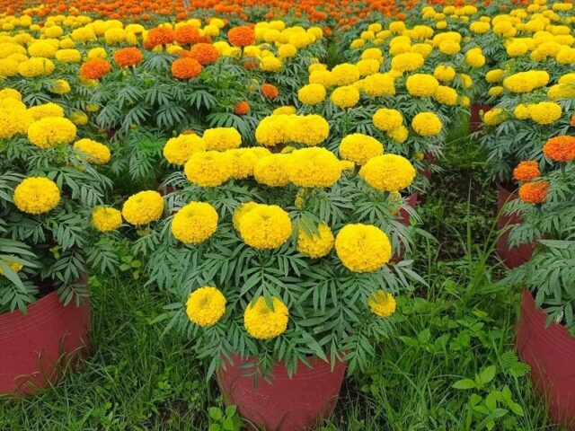 Cảnh Quan Xanh Việt Nam