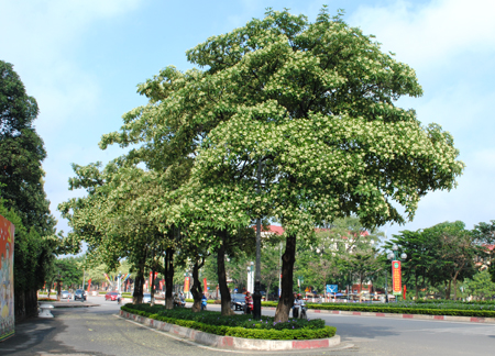 Cảnh Quan Xanh Việt Nam