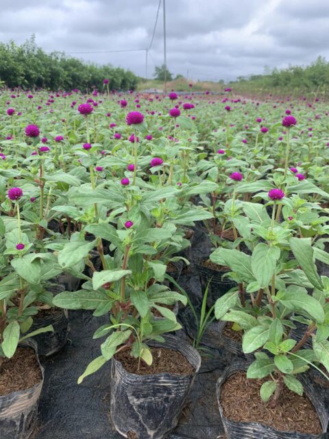 Cảnh Quan Xanh Việt Nam