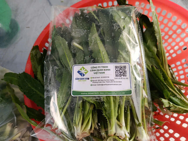 Cảnh Quan Xanh Việt Nam