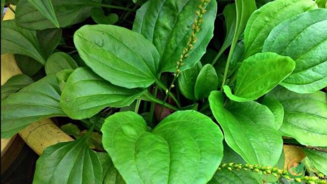 Cảnh Quan Xanh Việt Nam