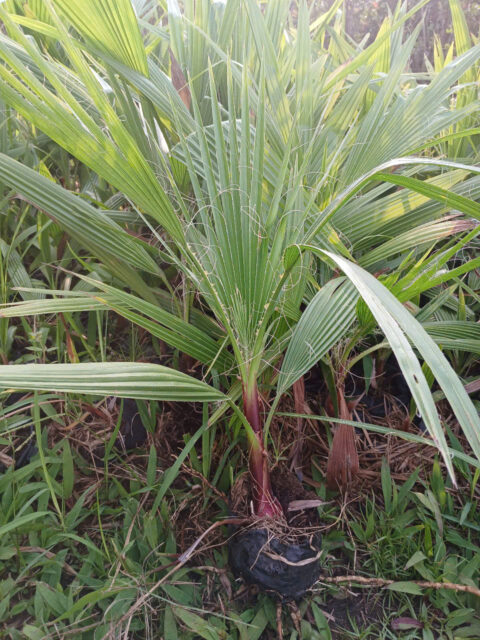 Cảnh Quan Xanh Việt Nam